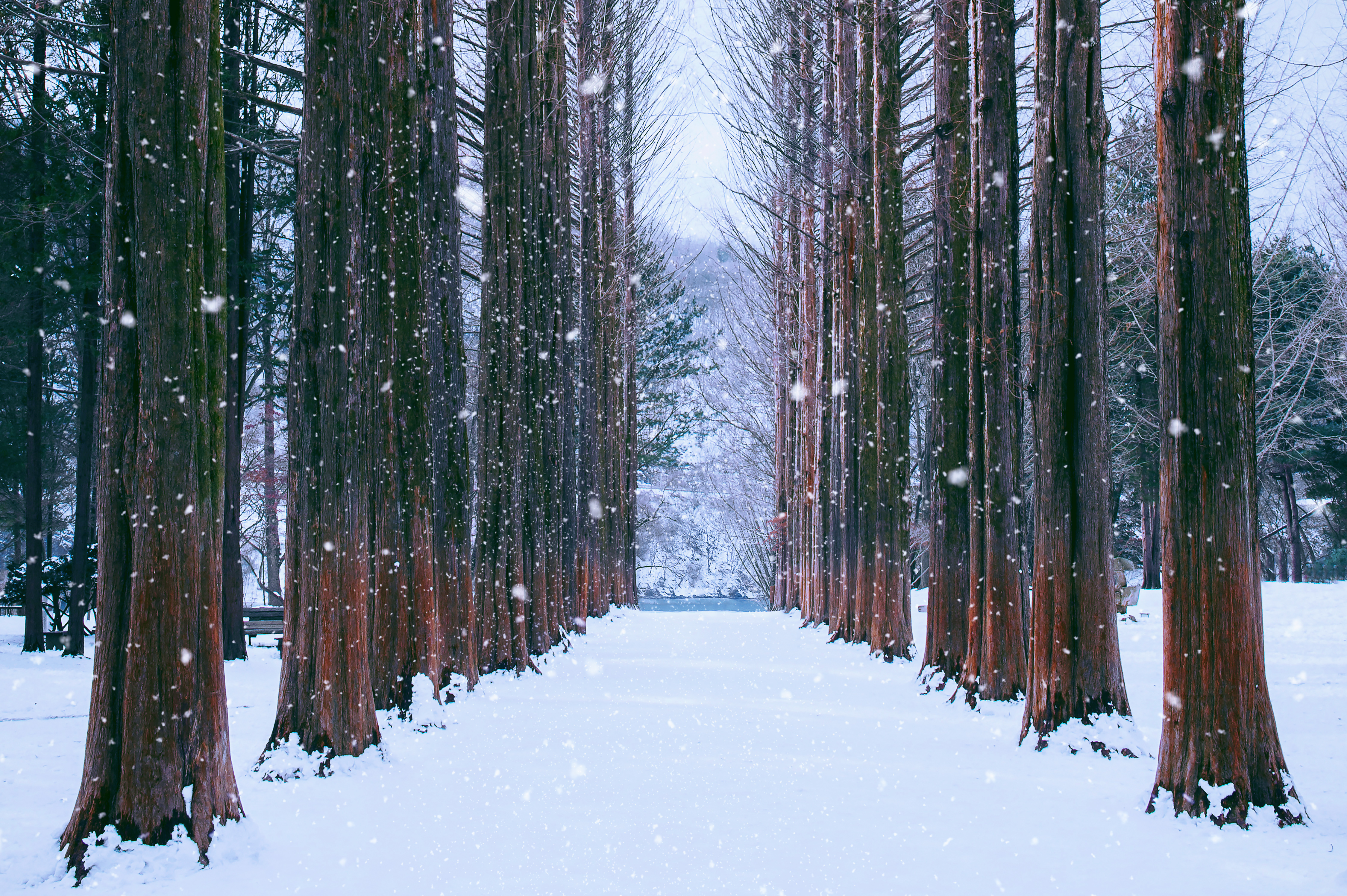 nami-island-korea-row-pine-trees-winter.jpg