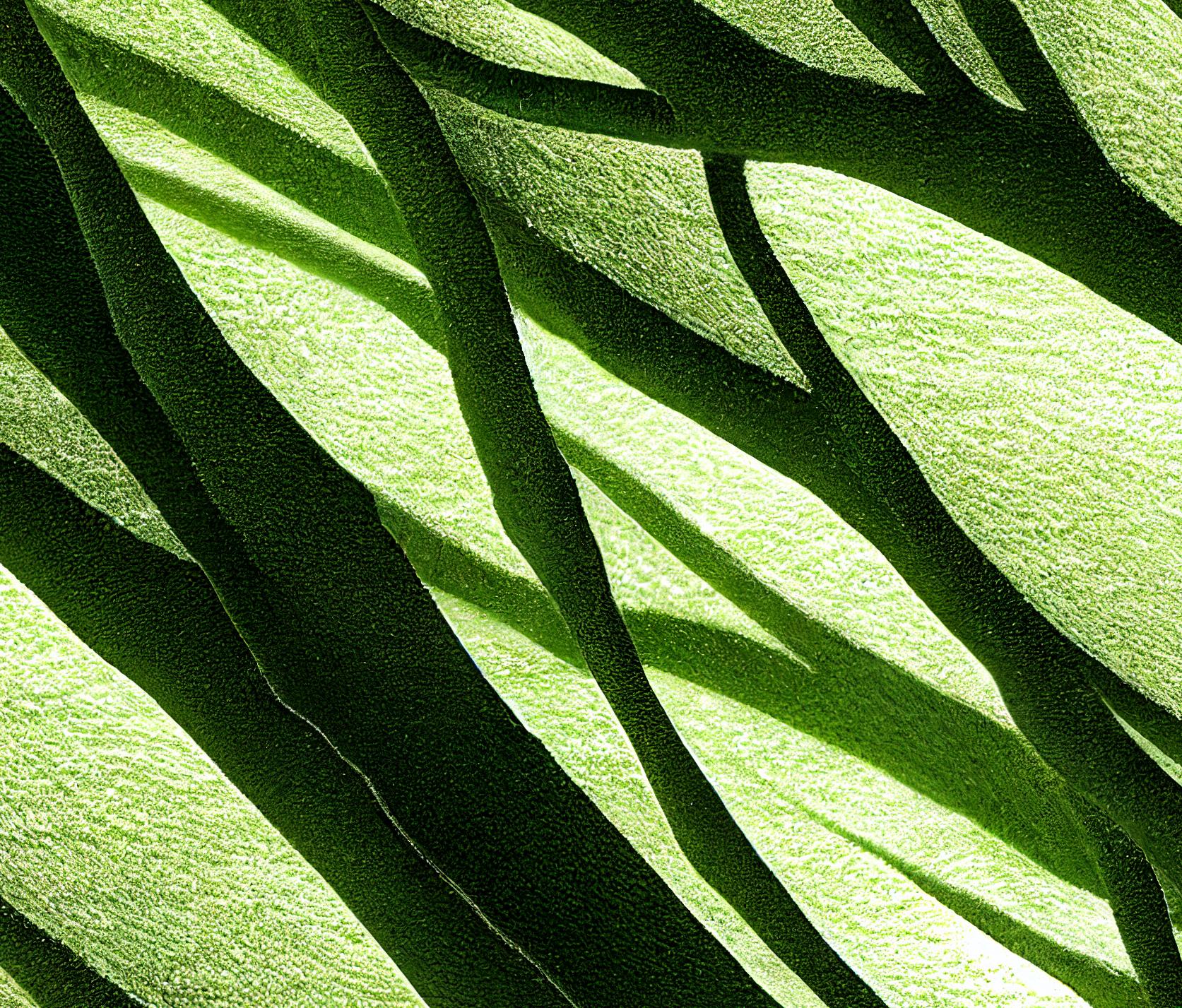 macro-green-leaf-nervure-texture_5.jpg
